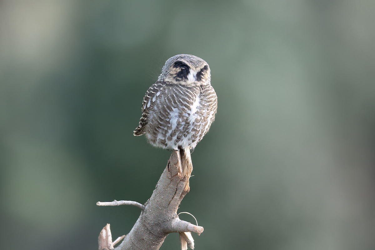 Collared Owlet - ML611872180
