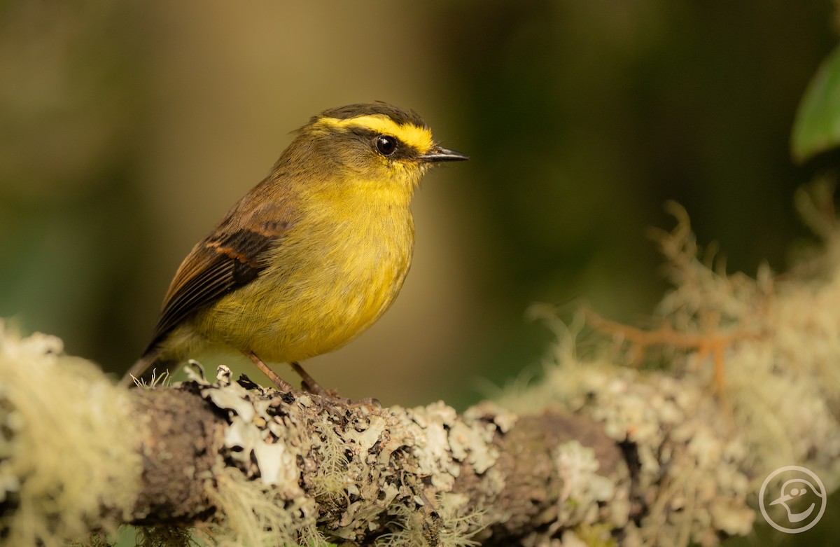Yellow-bellied Chat-Tyrant - ML611872274