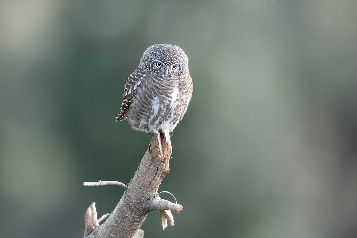 Collared Owlet - ML611872572