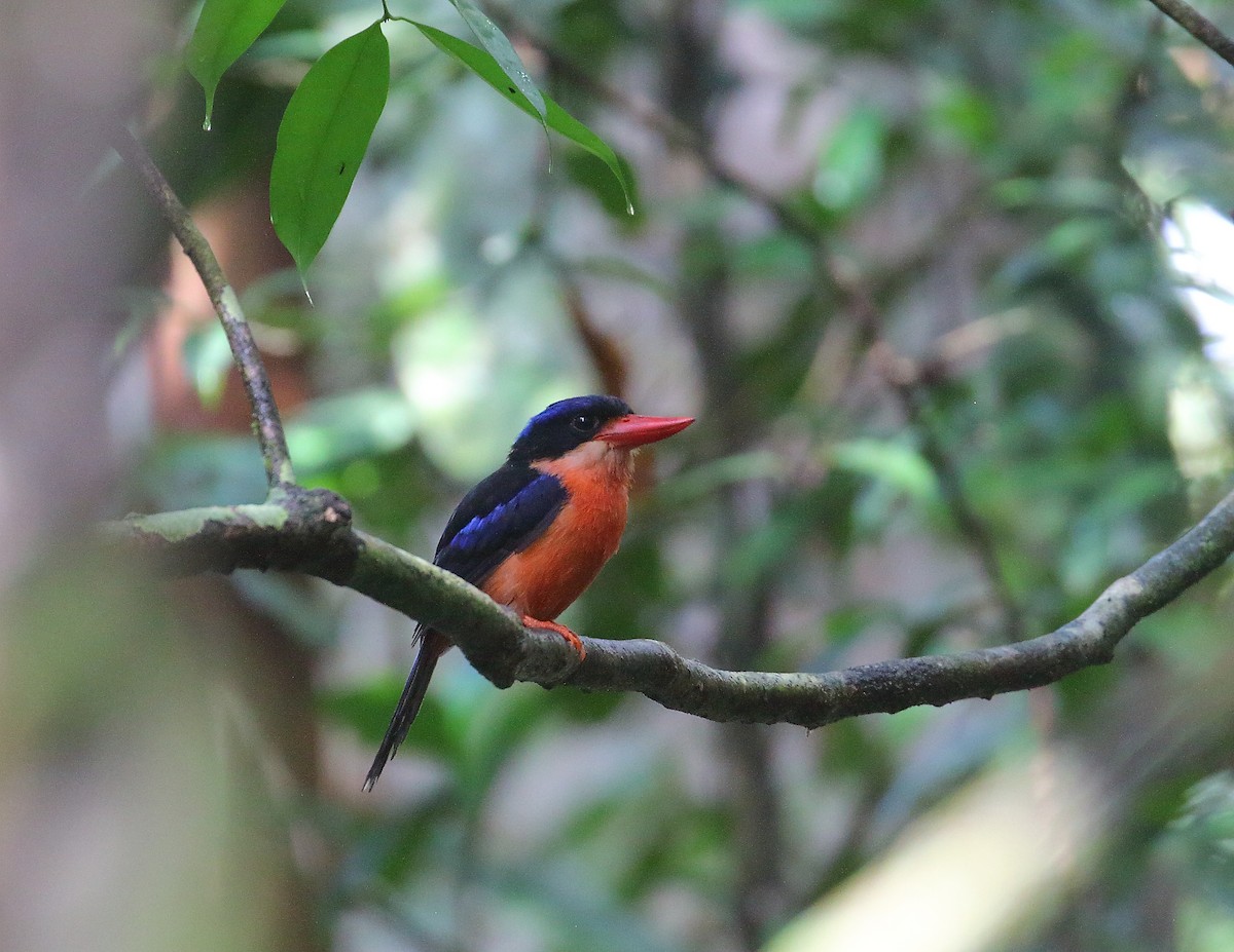 Red-breasted Paradise-Kingfisher - ML611872601