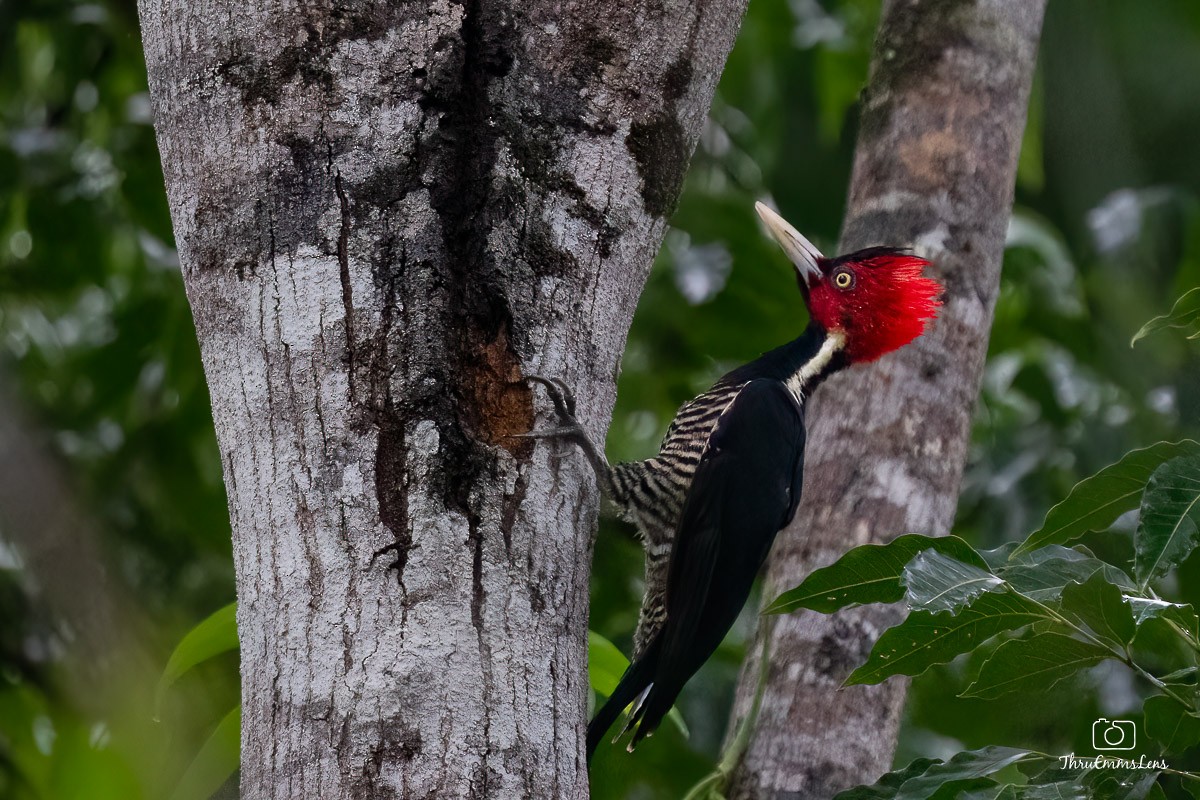 Pale-billed Woodpecker - ML611872659