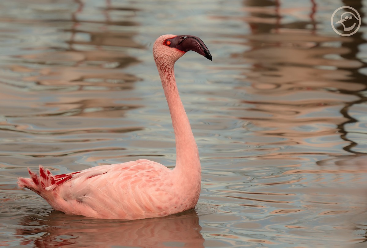 Lesser Flamingo - ML611872715