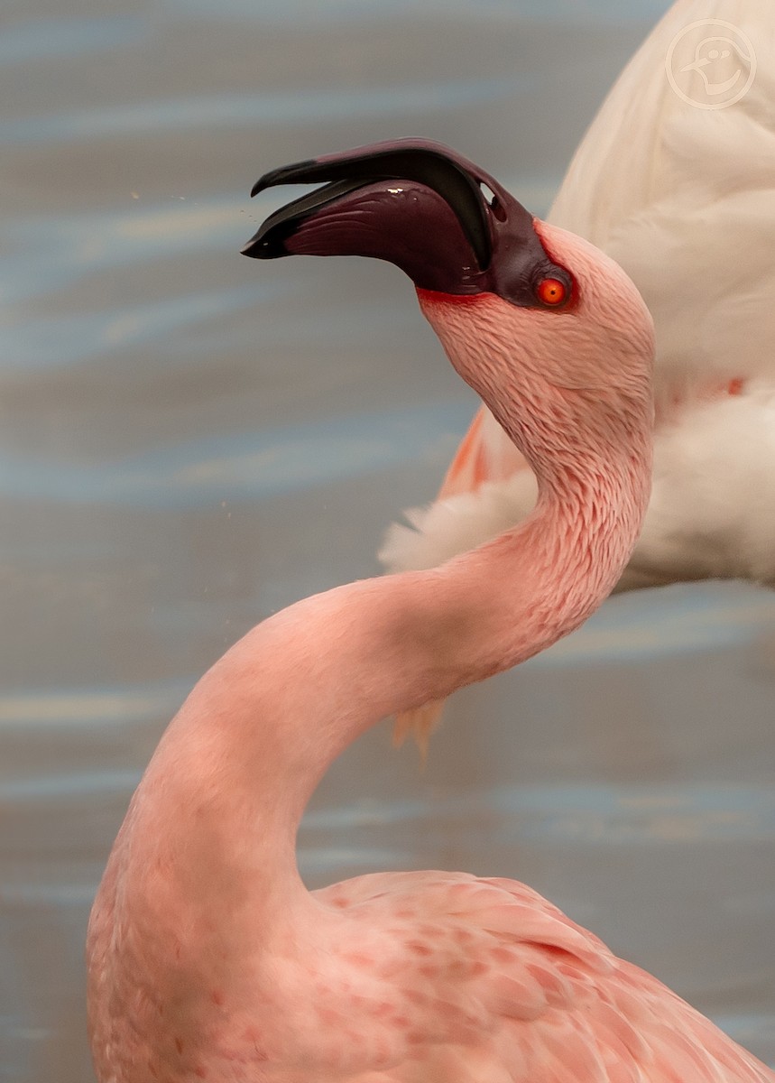 Lesser Flamingo - ML611872732