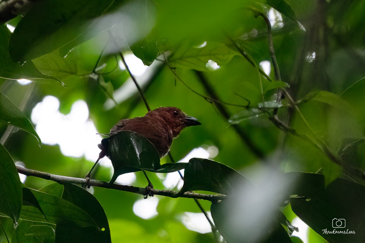 Red-crowned Ant-Tanager - ML611873287