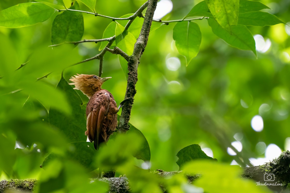 Chestnut-colored Woodpecker - ML611873302