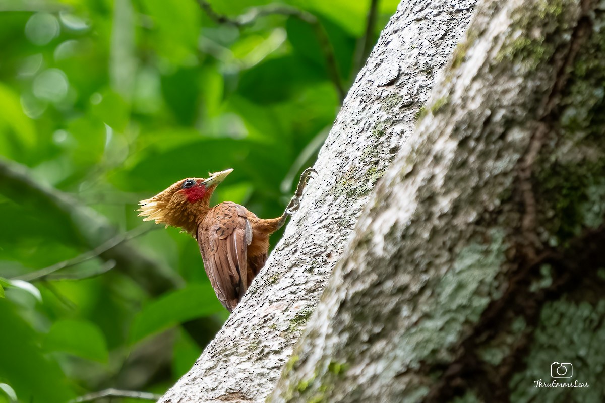 Chestnut-colored Woodpecker - ML611873303
