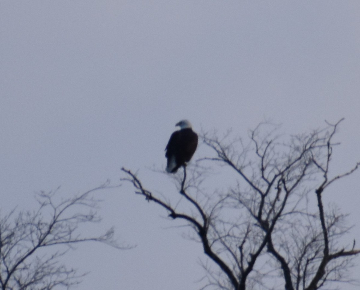 eBird Checklist 4 Dec 2023 Wood Dale Reservoir 21 species