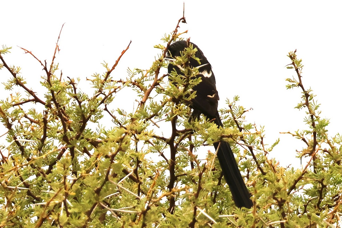 Magpie Shrike - ML611873599