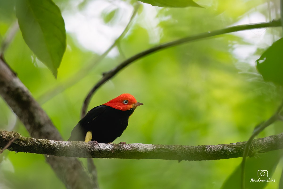 Red-capped Manakin - ML611873719