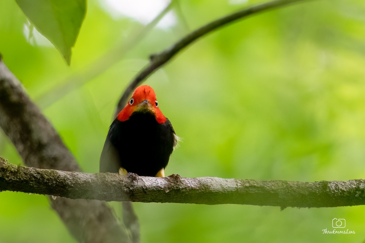 Red-capped Manakin - ML611873720