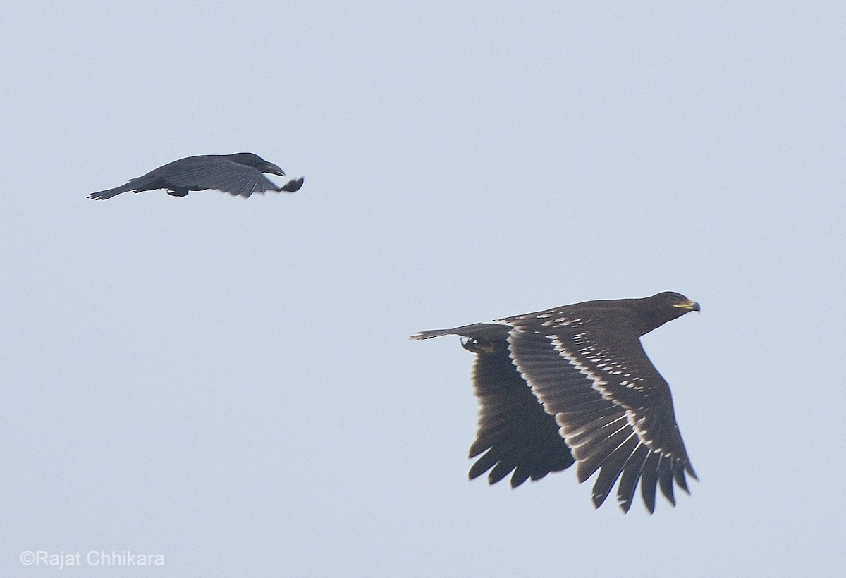 Greater Spotted Eagle - ML611873866