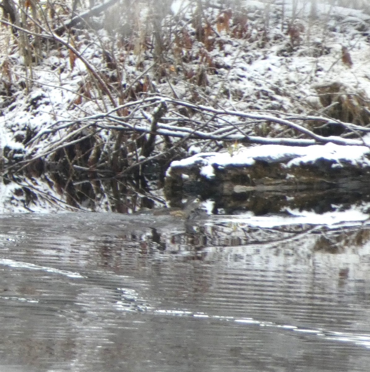 Ebird Checklist Dec Creek Km North Of Moscow Dump Species