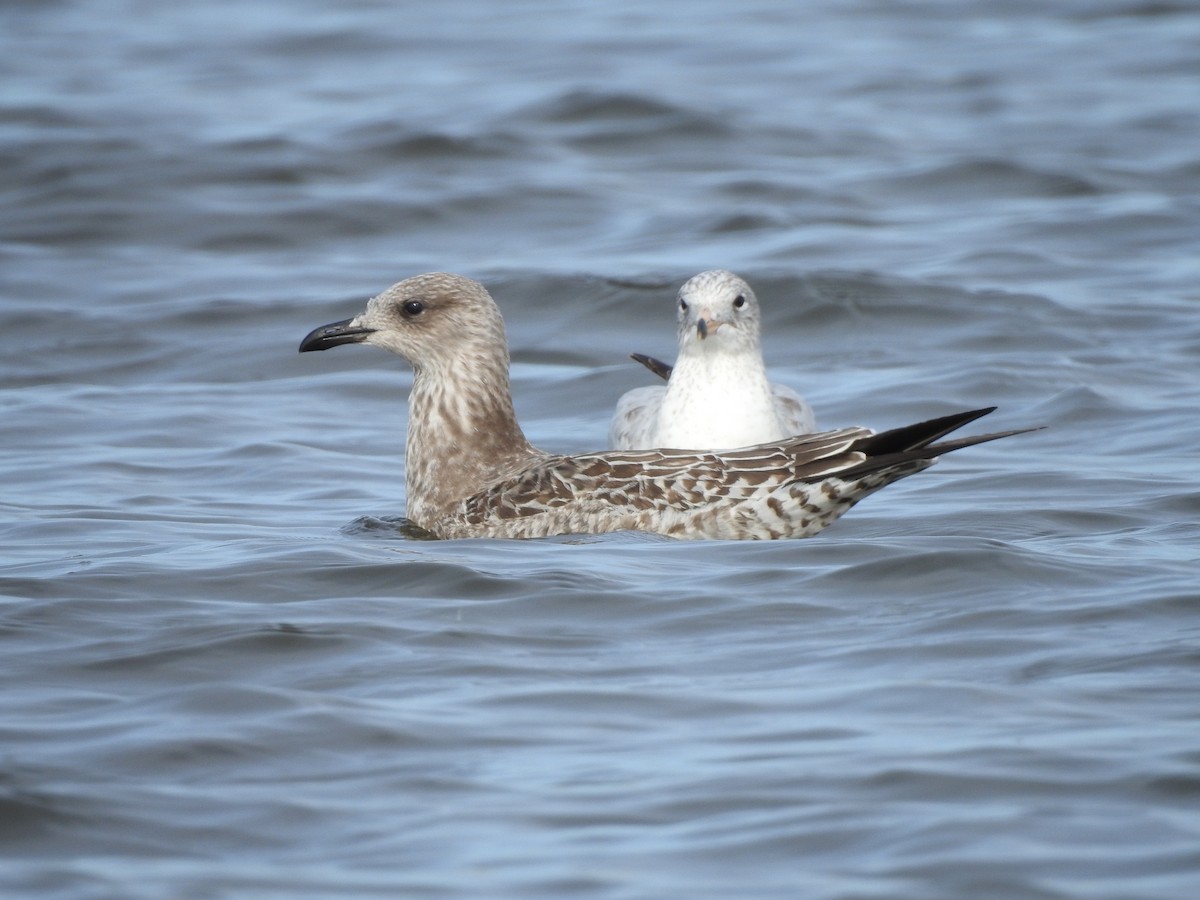 Lesser Black-backed Gull - ML611873998