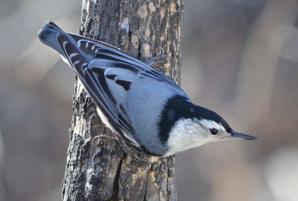 White-breasted Nuthatch - ML611874031
