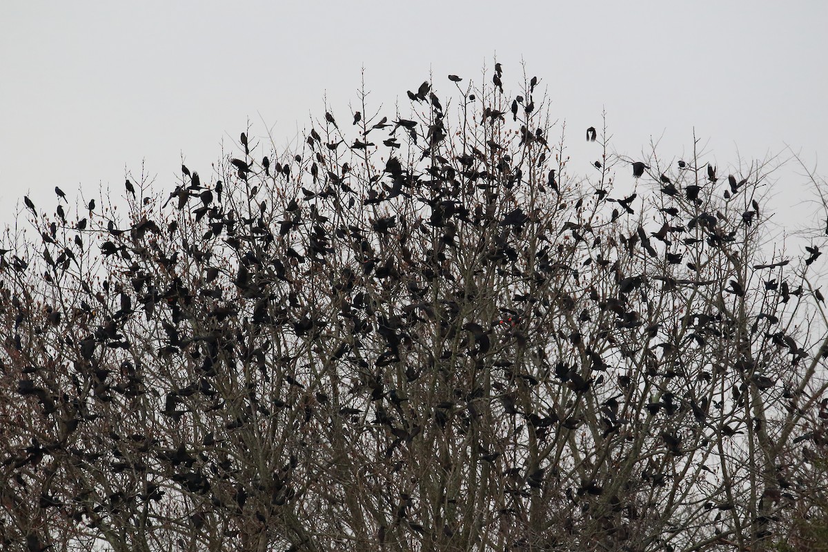 blackbird sp. - ML611874090