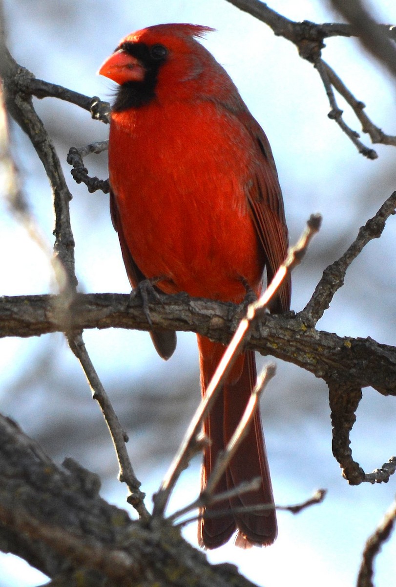 Northern Cardinal - Dave Klema