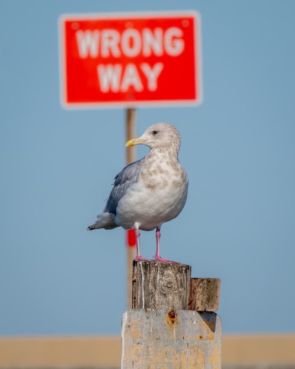 eBird Checklist 4 Dec 2023 John F Kennedy Causeway Wetlands (CTC