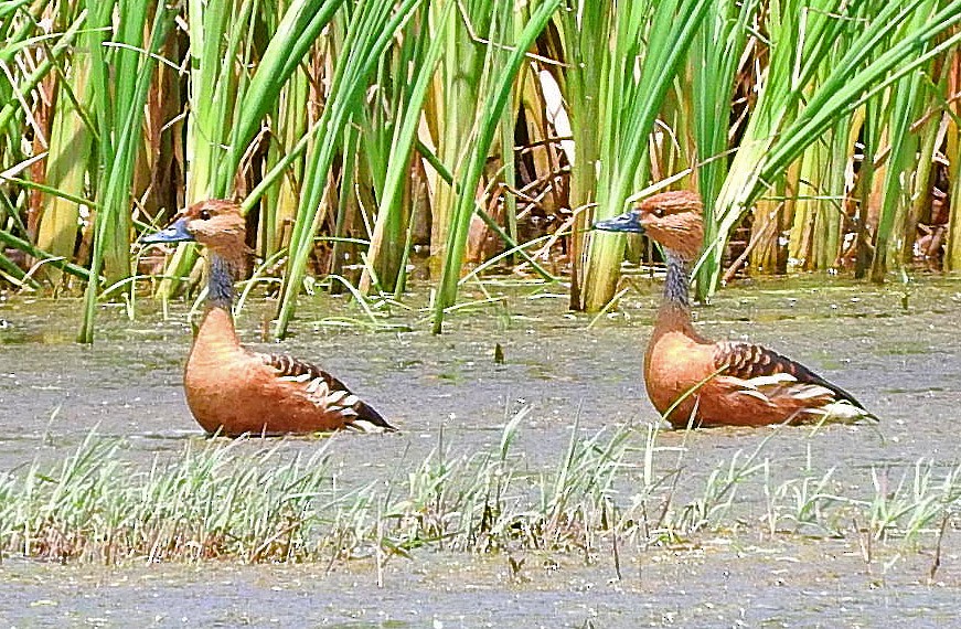Fulvous Whistling-Duck - ML61187431