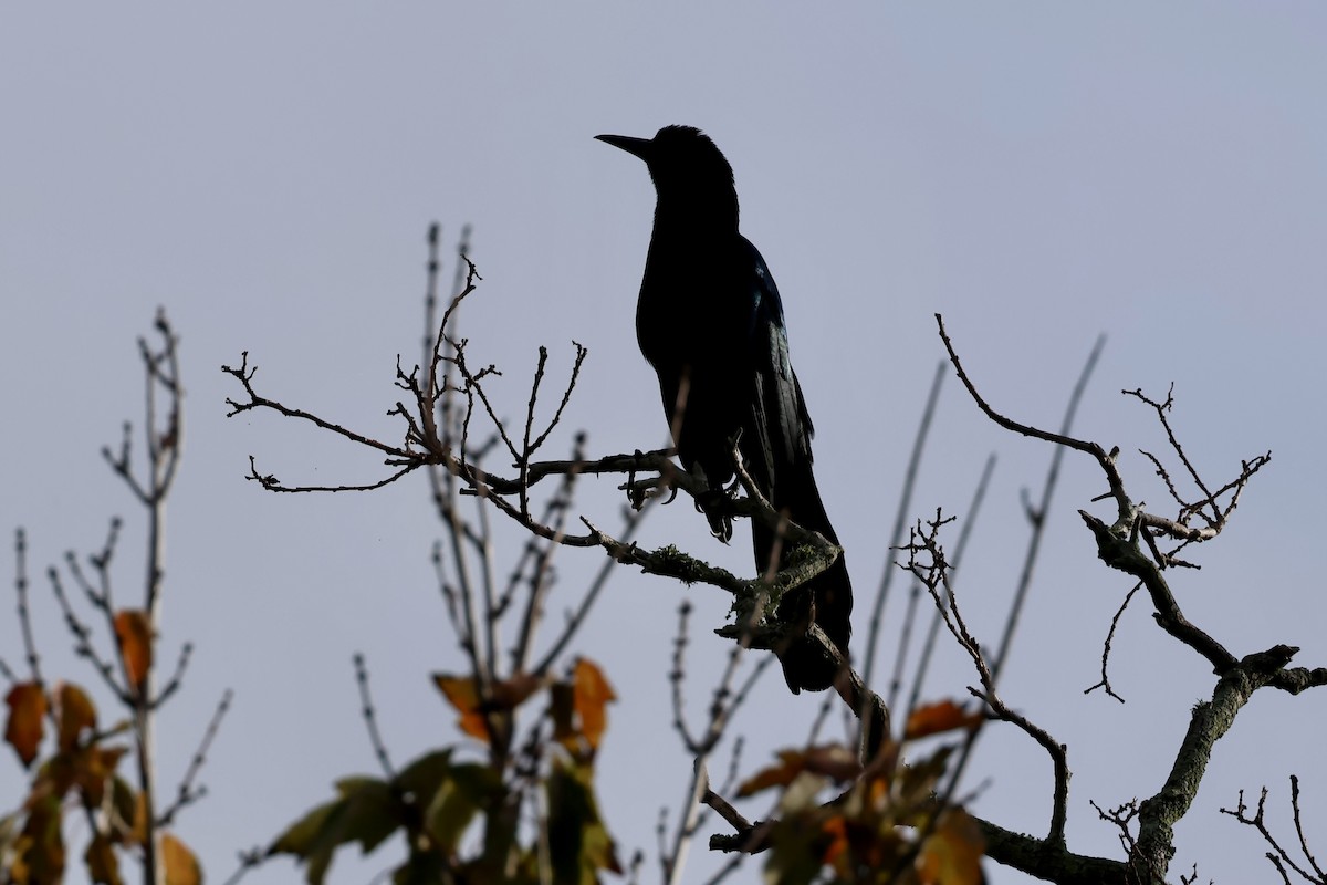 Boat-tailed Grackle - ML611874449