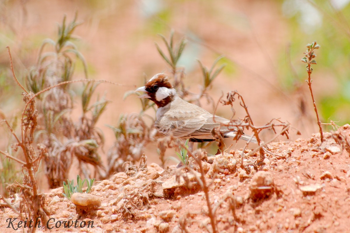 Chestnut-headed Sparrow-Lark - ML611874619
