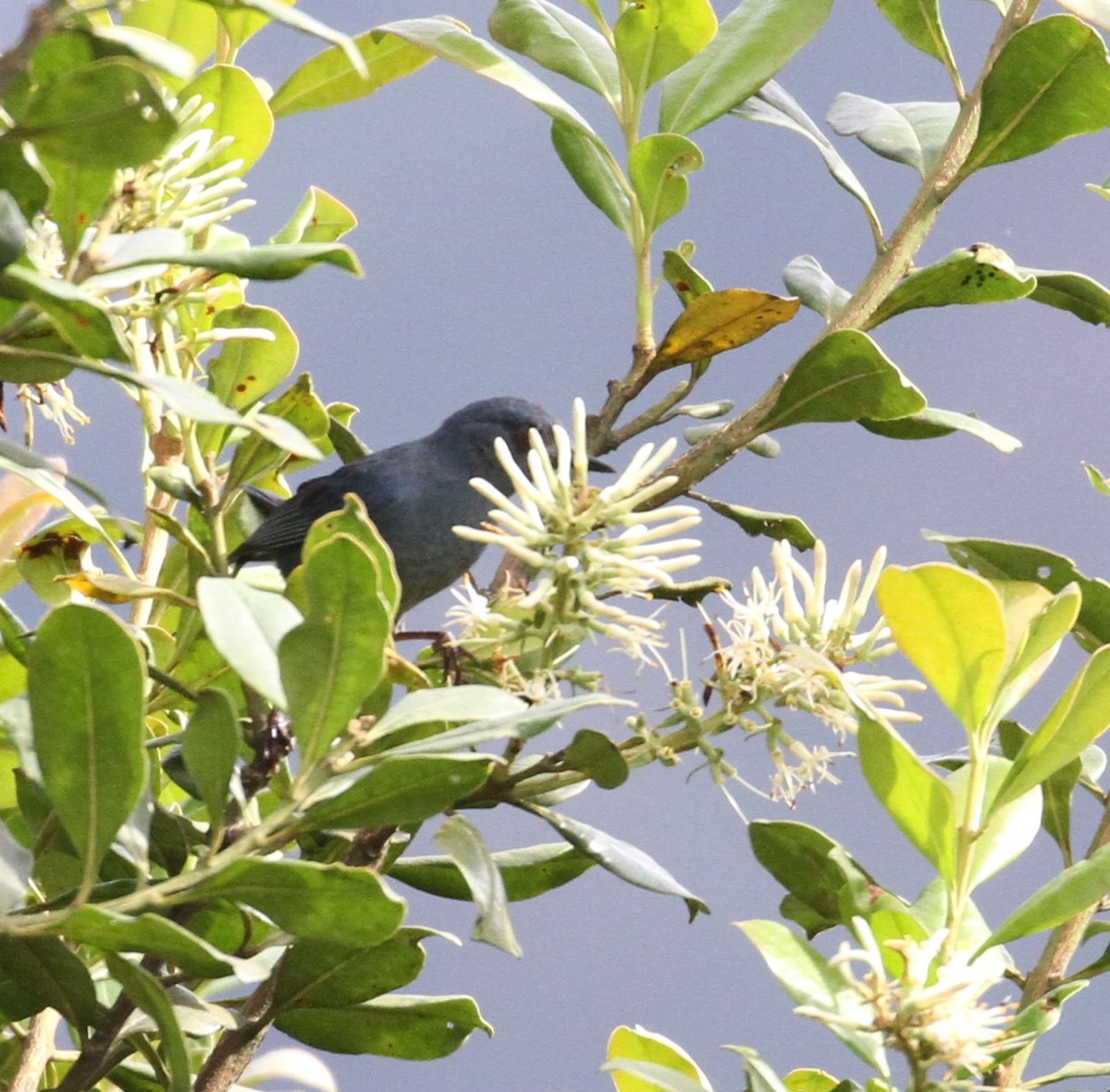 Blue-and-black Tanager - ML611874662