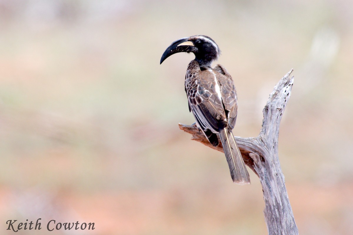 African Gray Hornbill - ML611875047