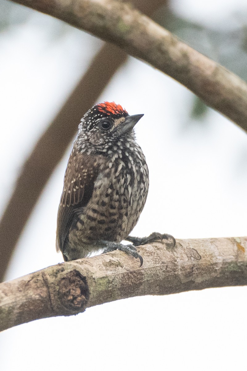 White-wedged Piculet - ML611875054