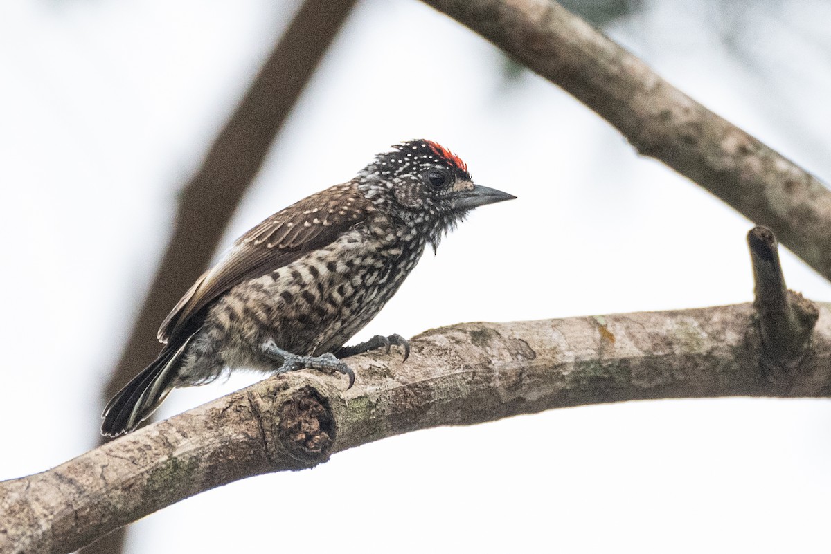 White-wedged Piculet - ML611875055