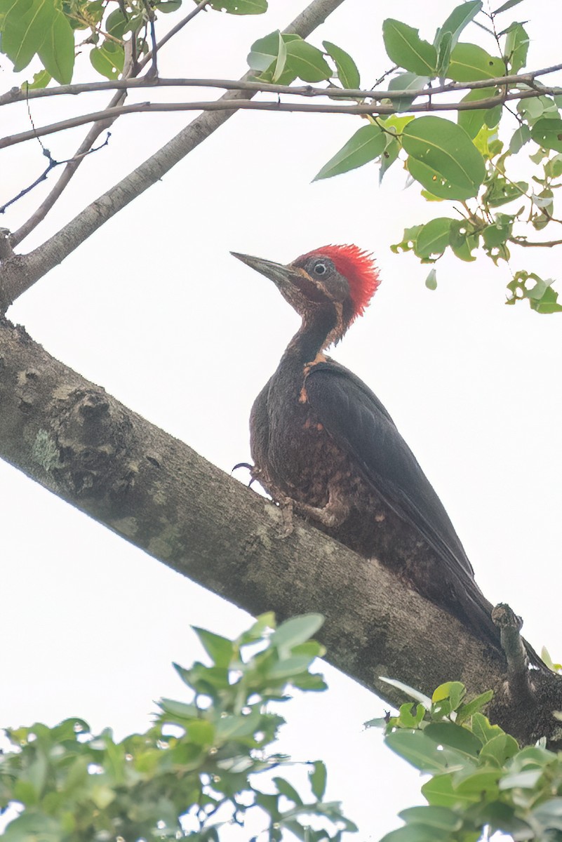 Lineated Woodpecker - Ralph Hatt