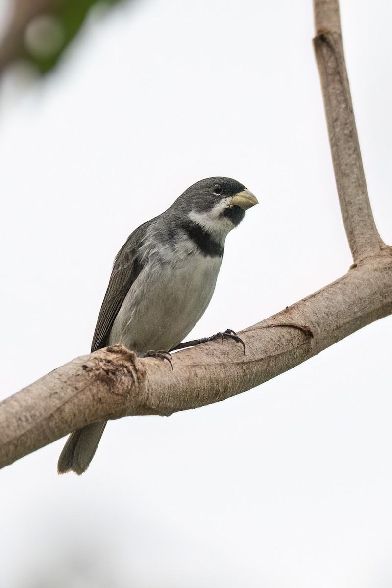 Double-collared Seedeater - ML611875088