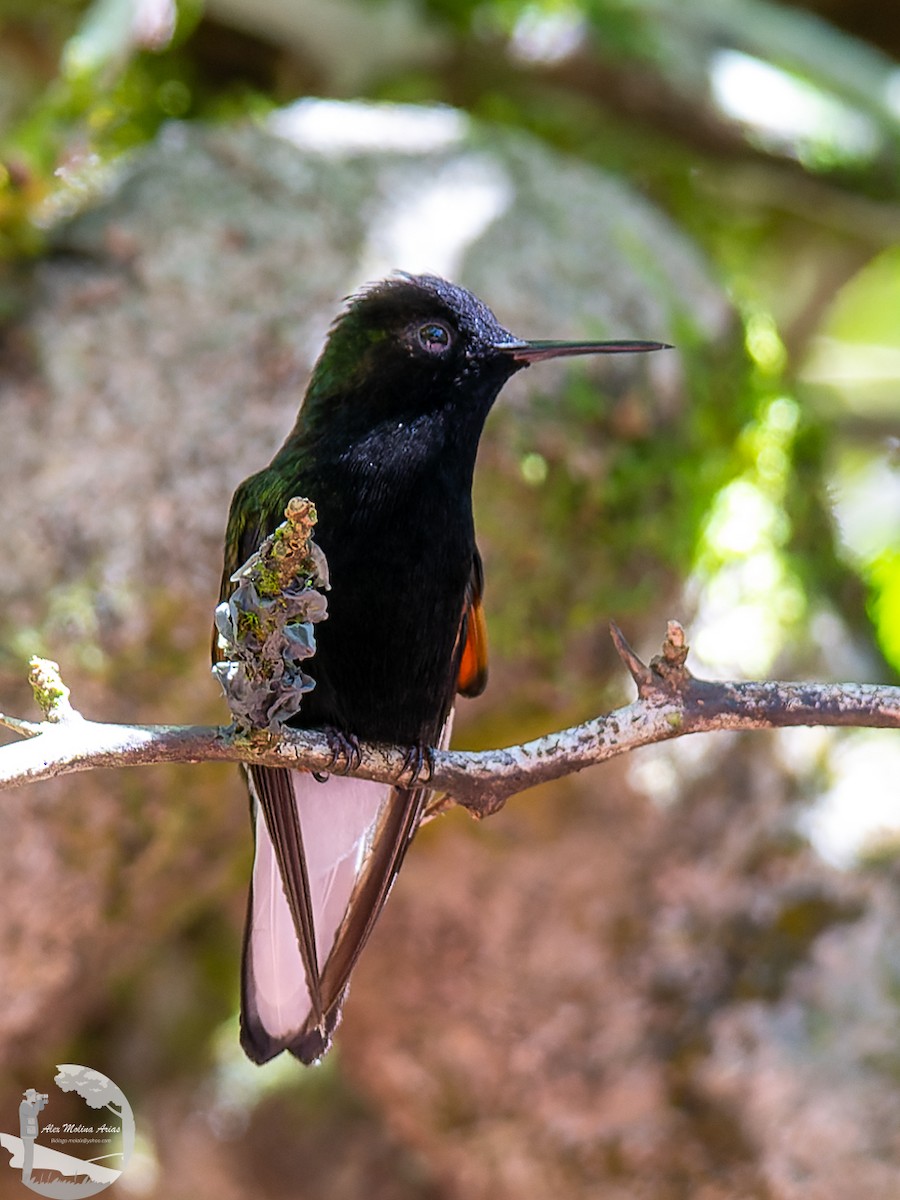 kolibřík kostarický - ML611875115