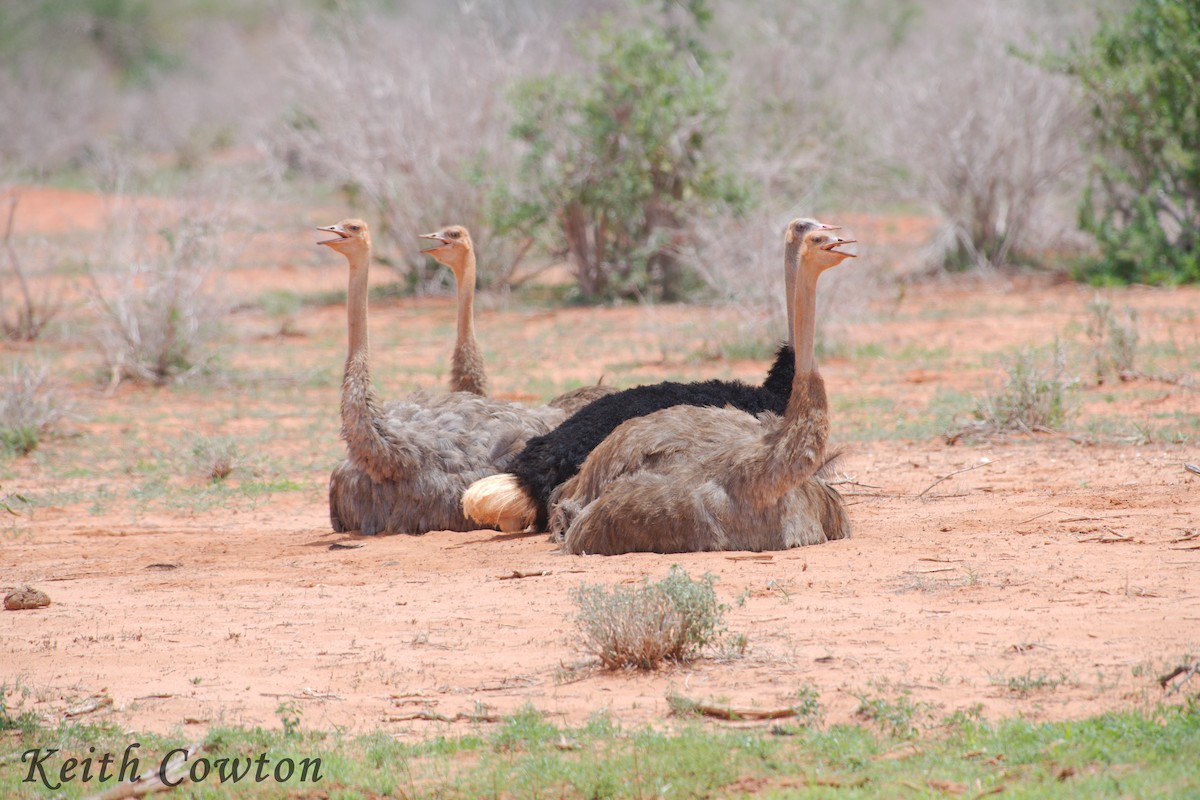 Somali Ostrich - ML611875141