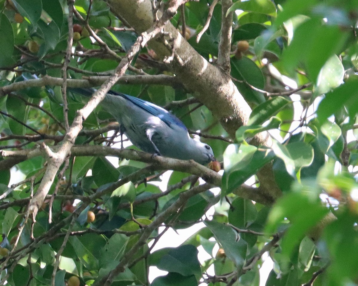 Blue-gray Tanager - ML611875310