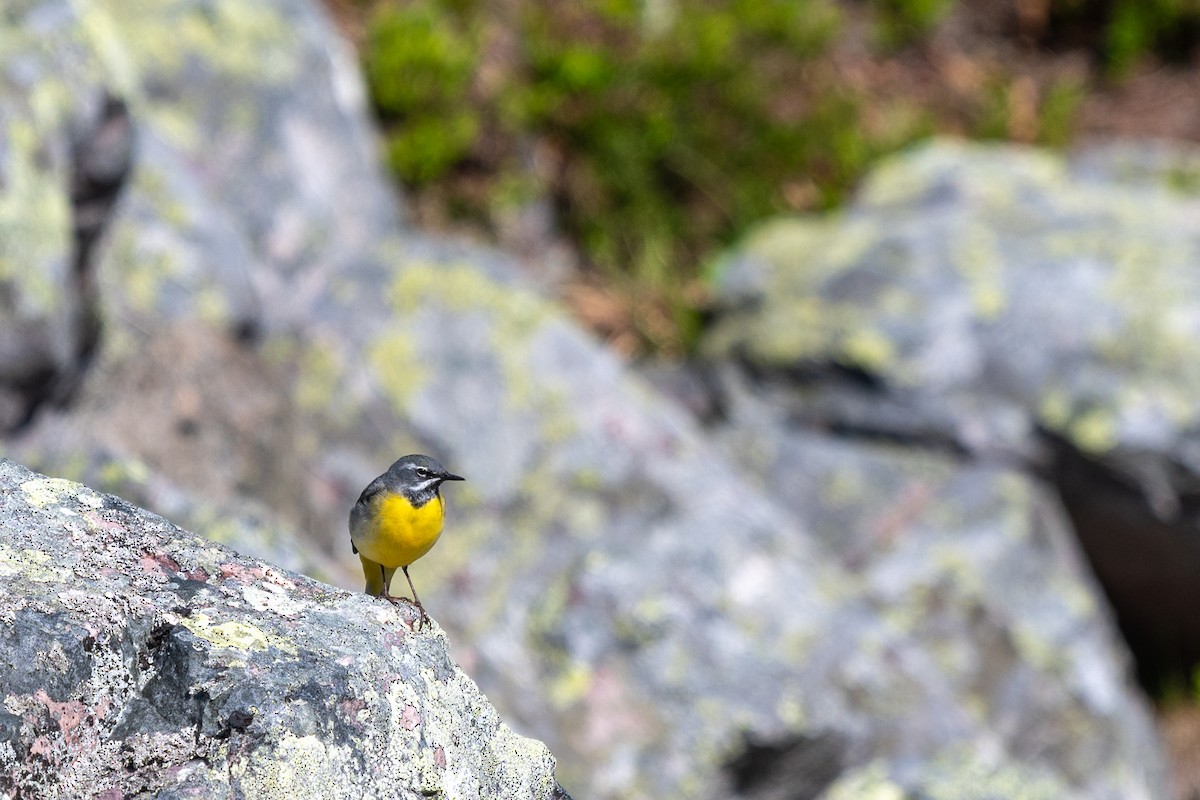 Gray Wagtail - ML611875471