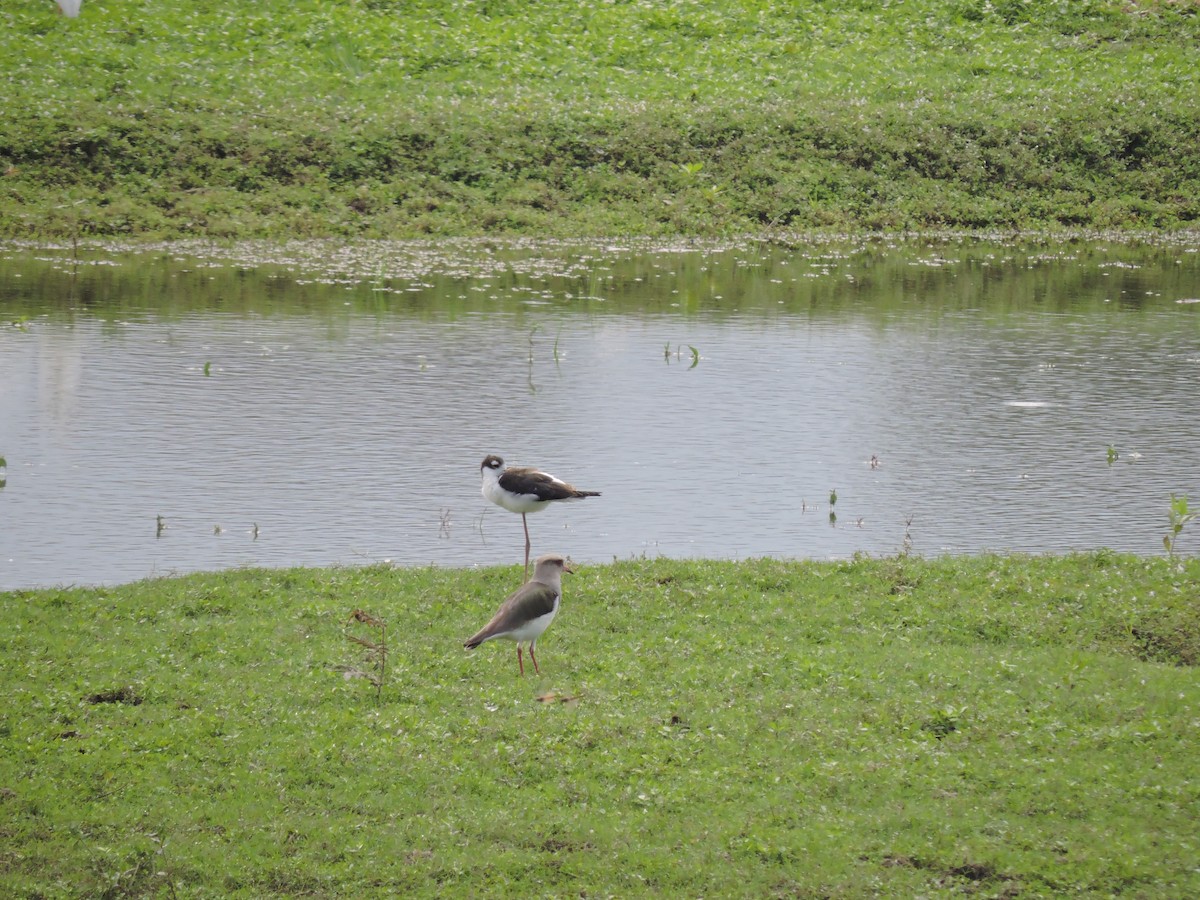 Andean Lapwing - ML61187551