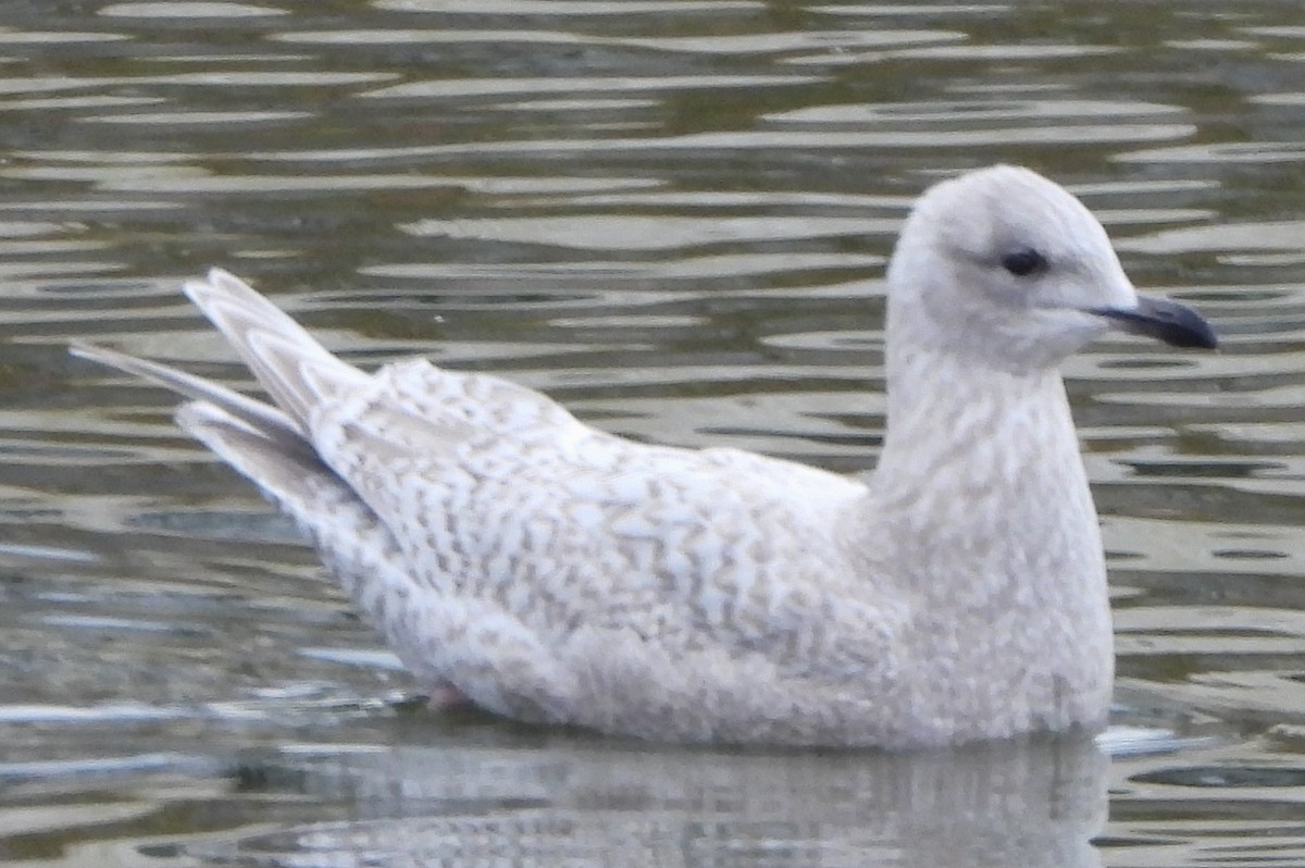 Iceland Gull - ML611875548