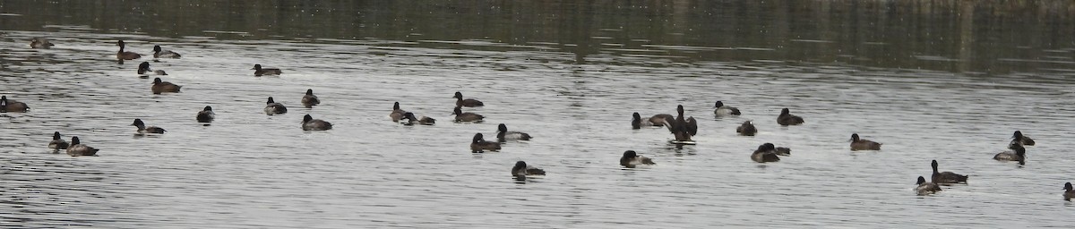 Greater Scaup - ML611875556