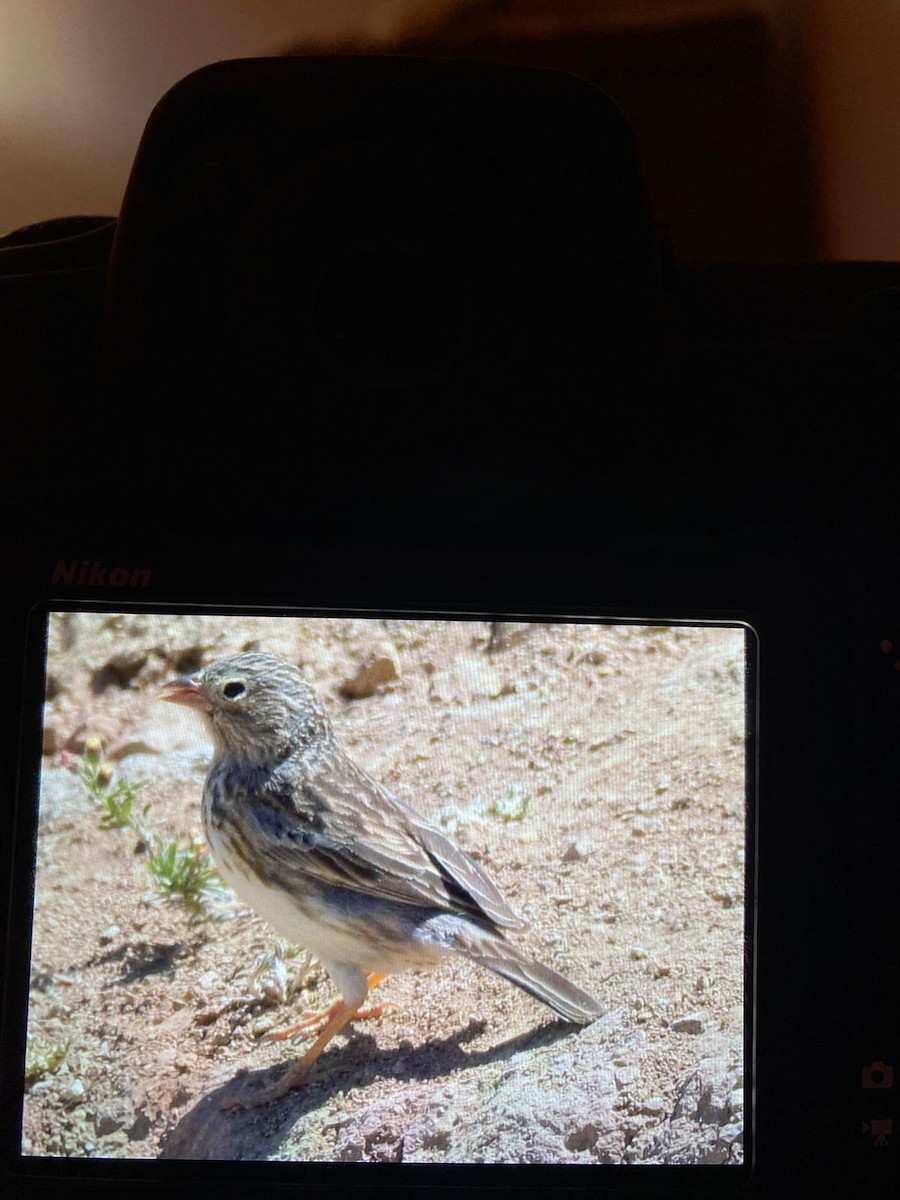 Band-tailed Sierra Finch - ML611875629