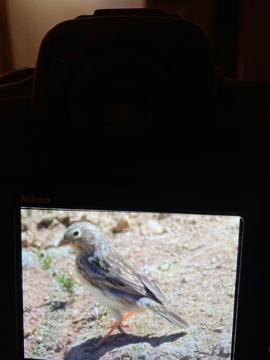Band-tailed Sierra Finch - ML611875630
