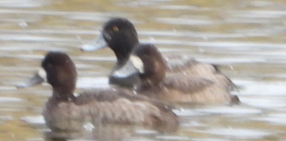 Greater Scaup - ML611875697