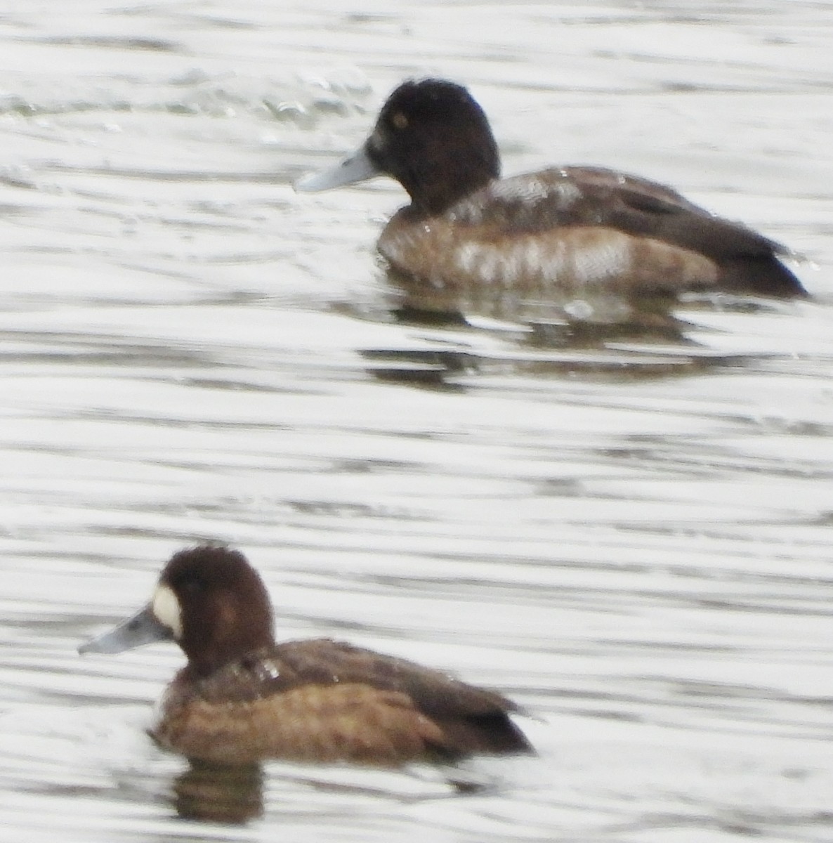 Greater Scaup - ML611875712