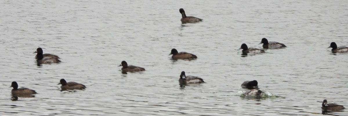 Greater Scaup - ML611875713