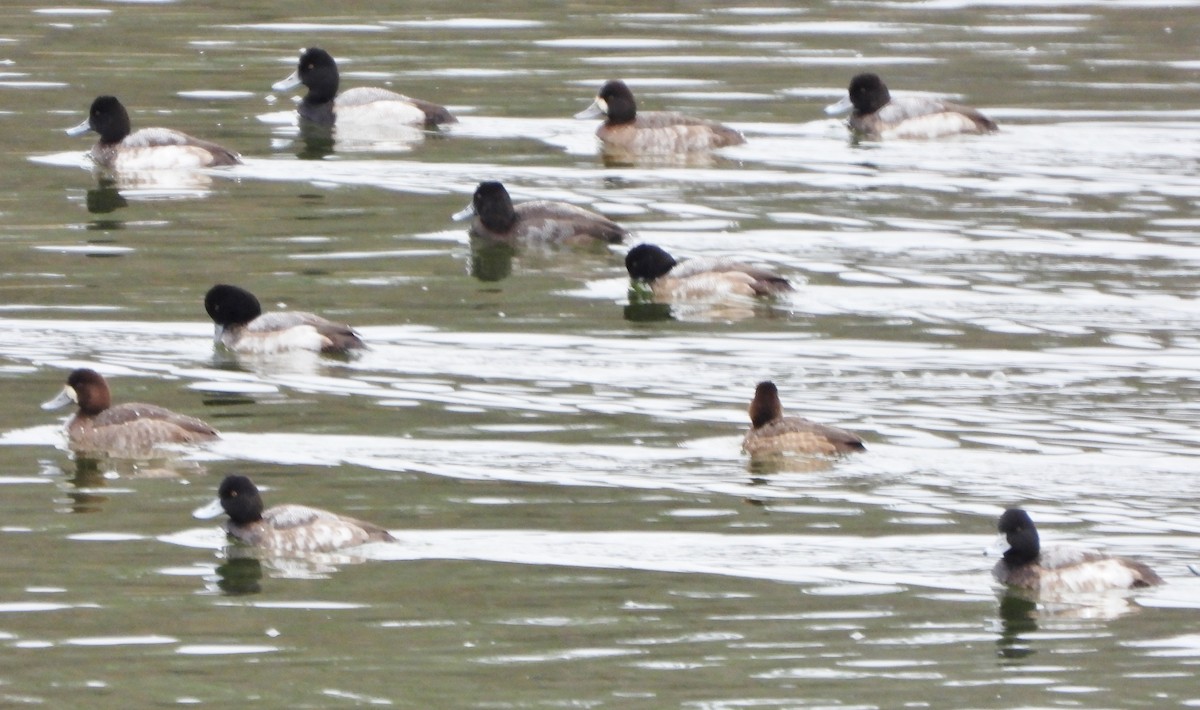 Greater Scaup - ML611875717