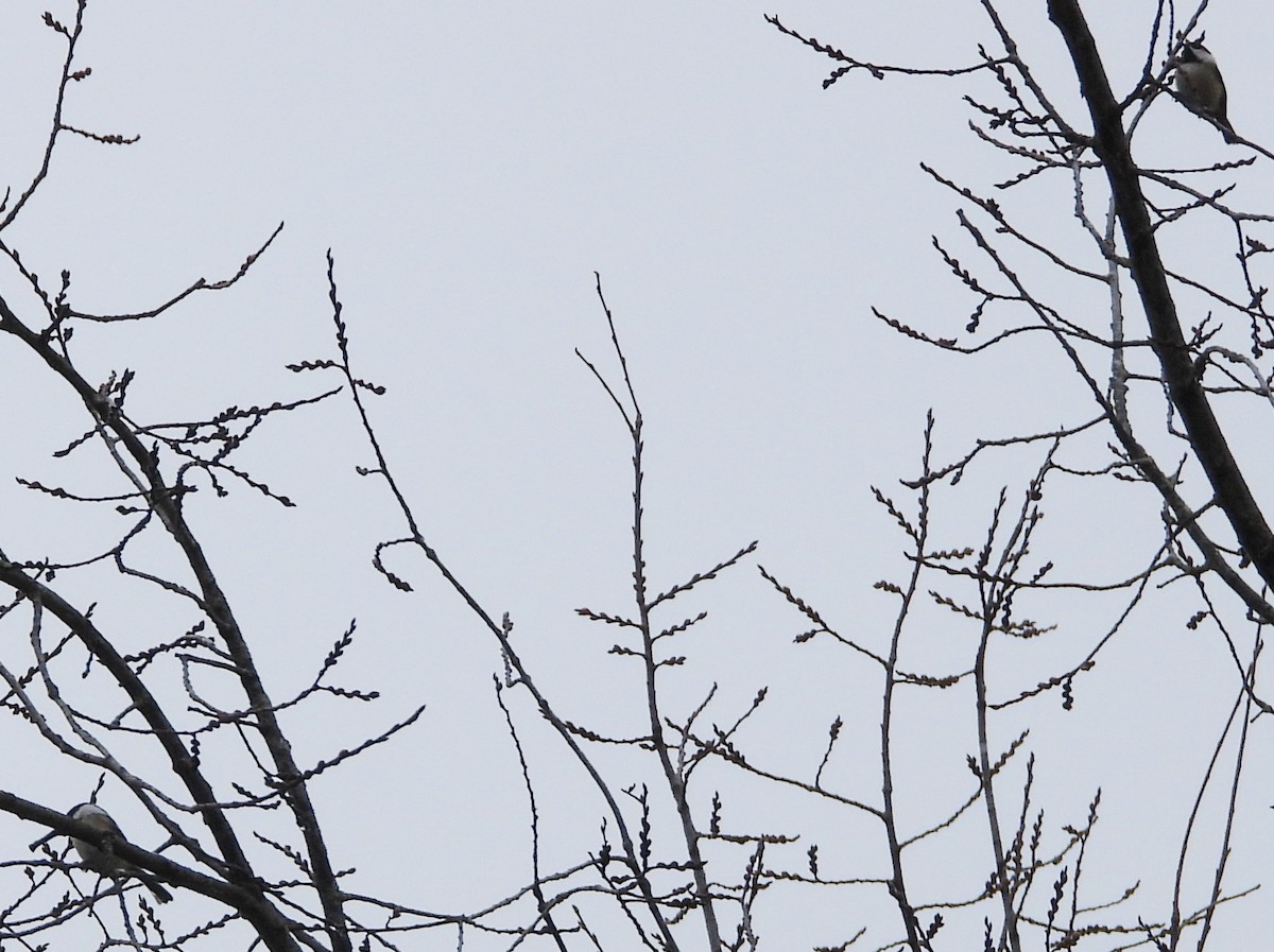 Black-capped Chickadee - ML611875747