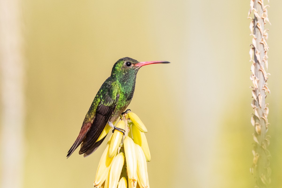 Rufous-tailed Hummingbird - Bob Friedrichs