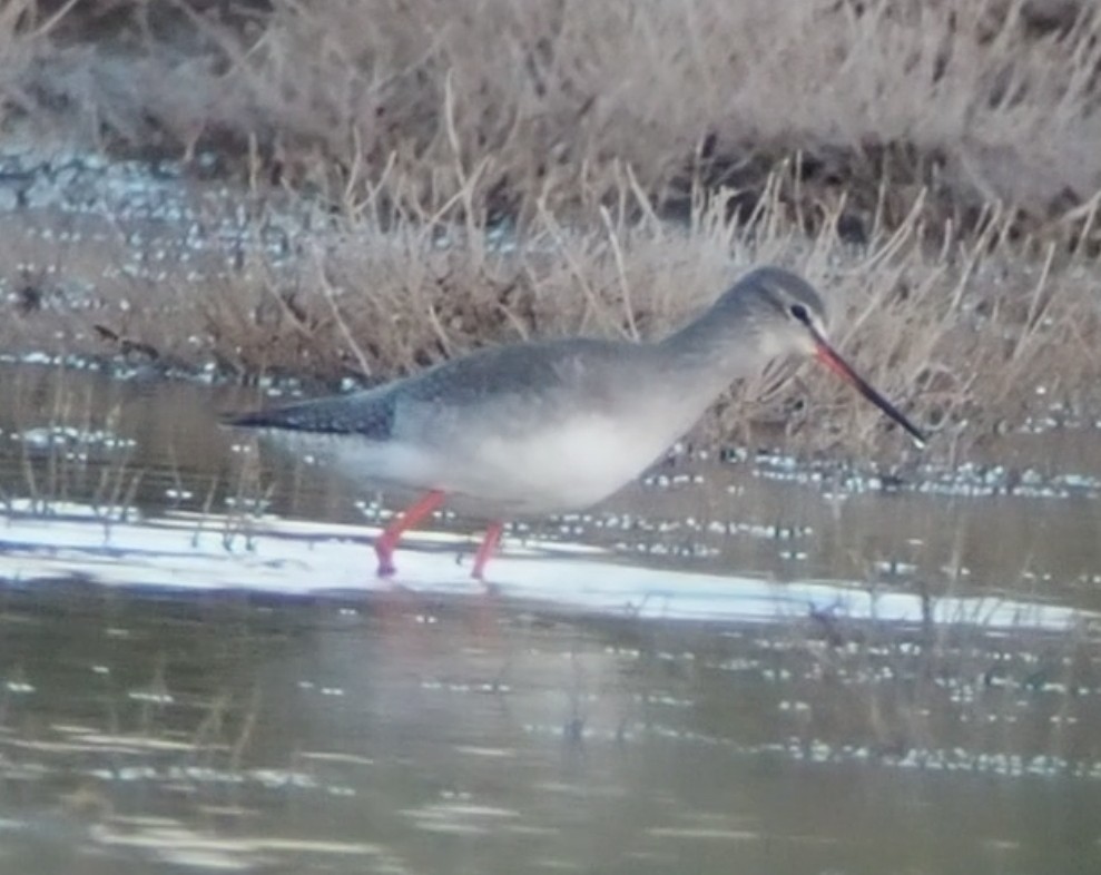 Spotted Redshank - ML611875892