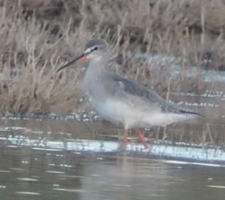 Spotted Redshank - ML611875893