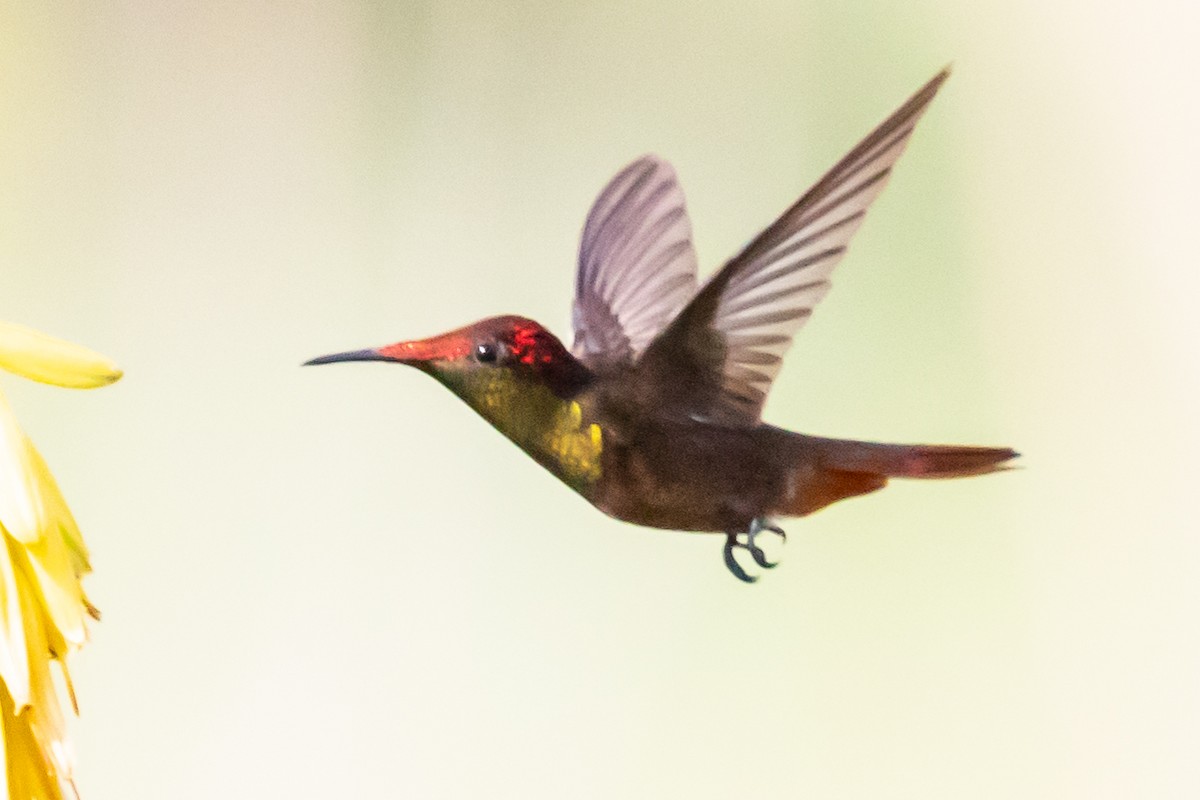 kolibřík červenohlavý - ML611875907