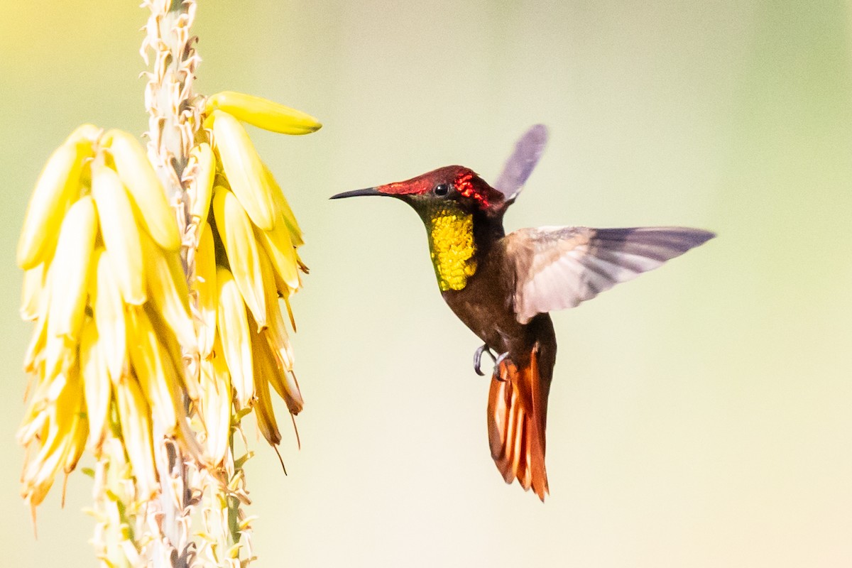 kolibřík červenohlavý - ML611875909
