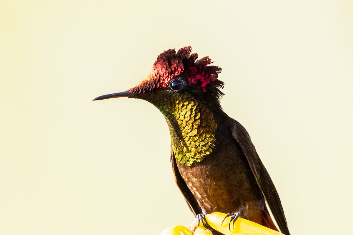kolibřík červenohlavý - ML611875910